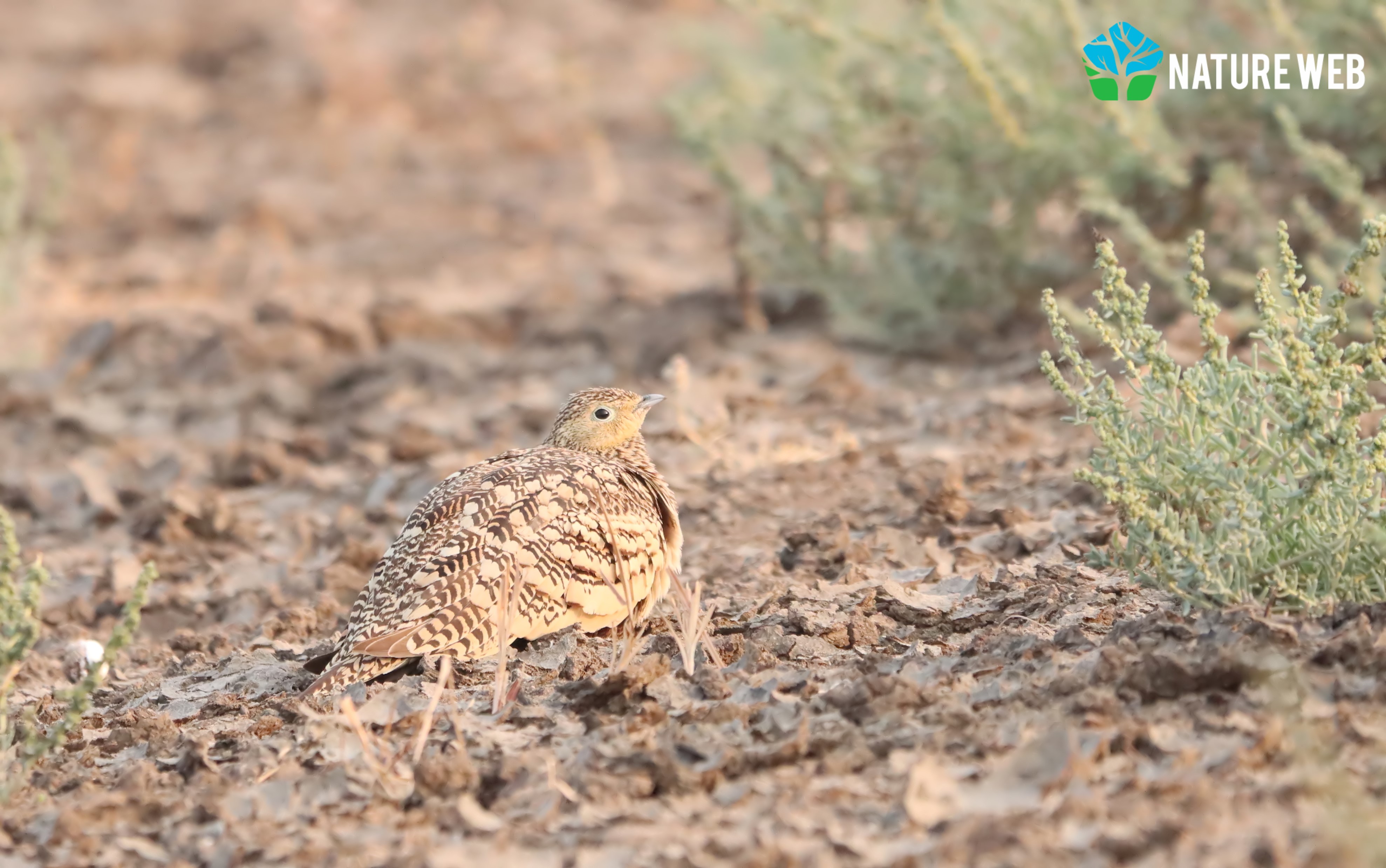 Chestnut-bellied Sandgrouse